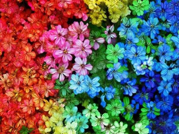 花色斑斓成语韵探寻
